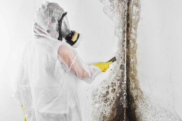 Best Crawl Space Mold Remediation in Edgewood, MD