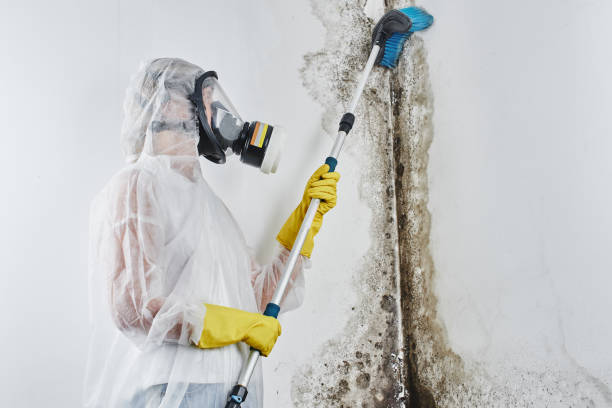 Best Mold Remediation for Specific Building Types in Edgewood, MD