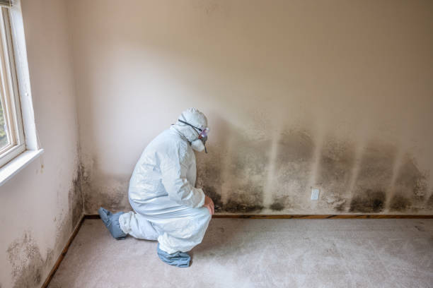 Best Industrial Mold Remediation in Edgewood, MD